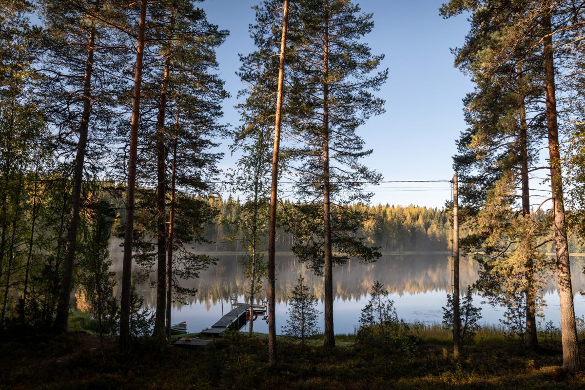 Tyyni järvi ja mäntymetsä